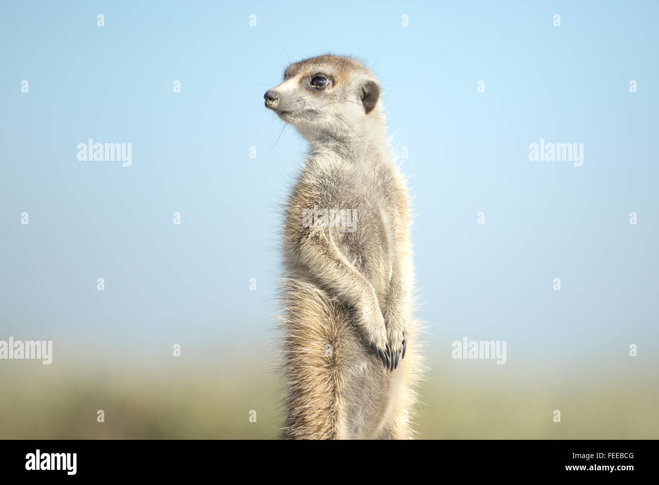 Meerkat sur open veld au Botswana Banque D'Images