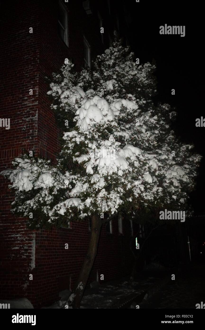 C'est un arbre par mon bâtiment couvert de neige. Banque D'Images