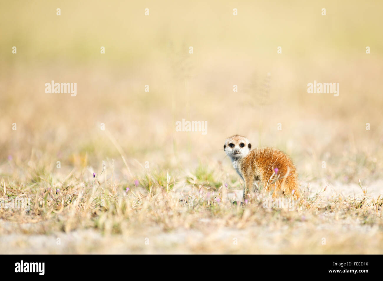 Meerkat sur open veld au Botswana Banque D'Images