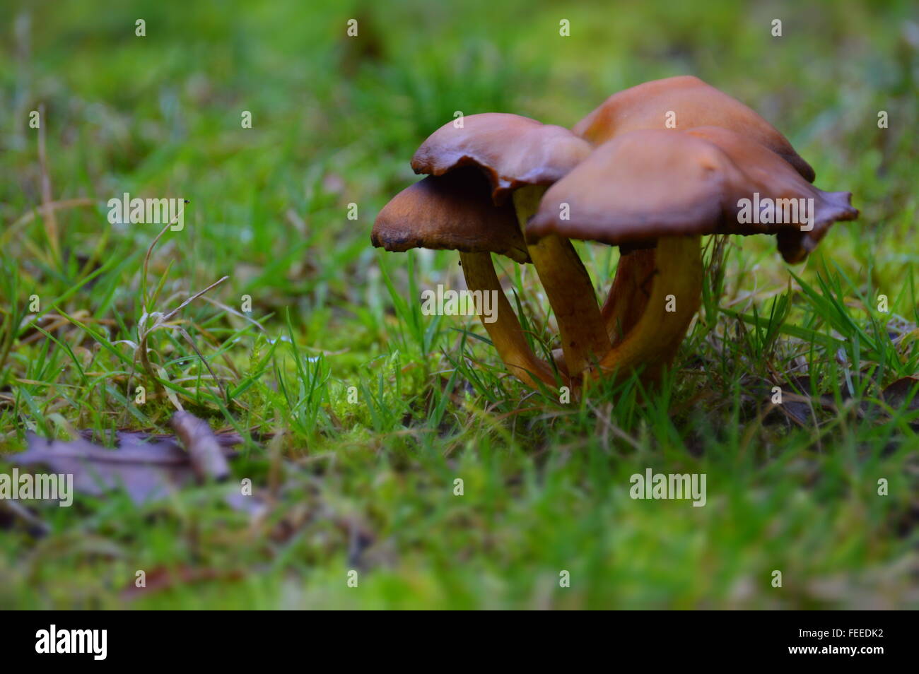 Champignons macro shot en herbe vert clair Banque D'Images