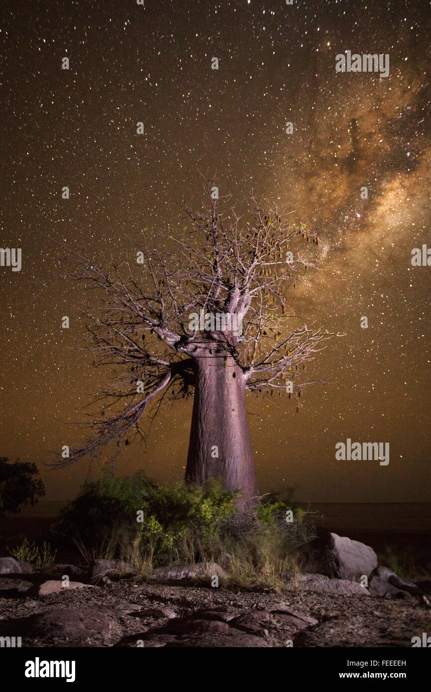 Baobab sur Kubu Island Banque D'Images