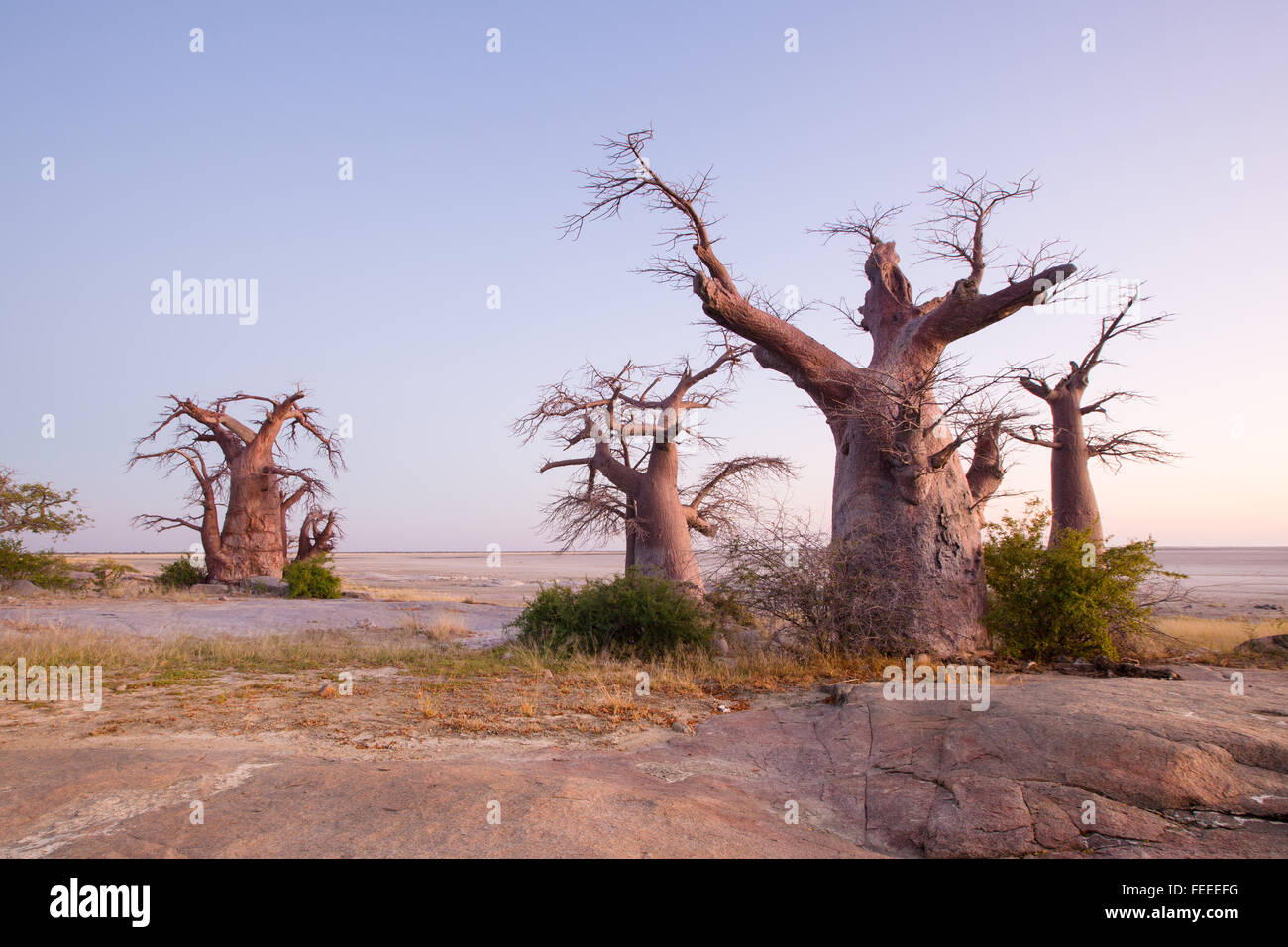 Baobab sur Kubu Island Banque D'Images