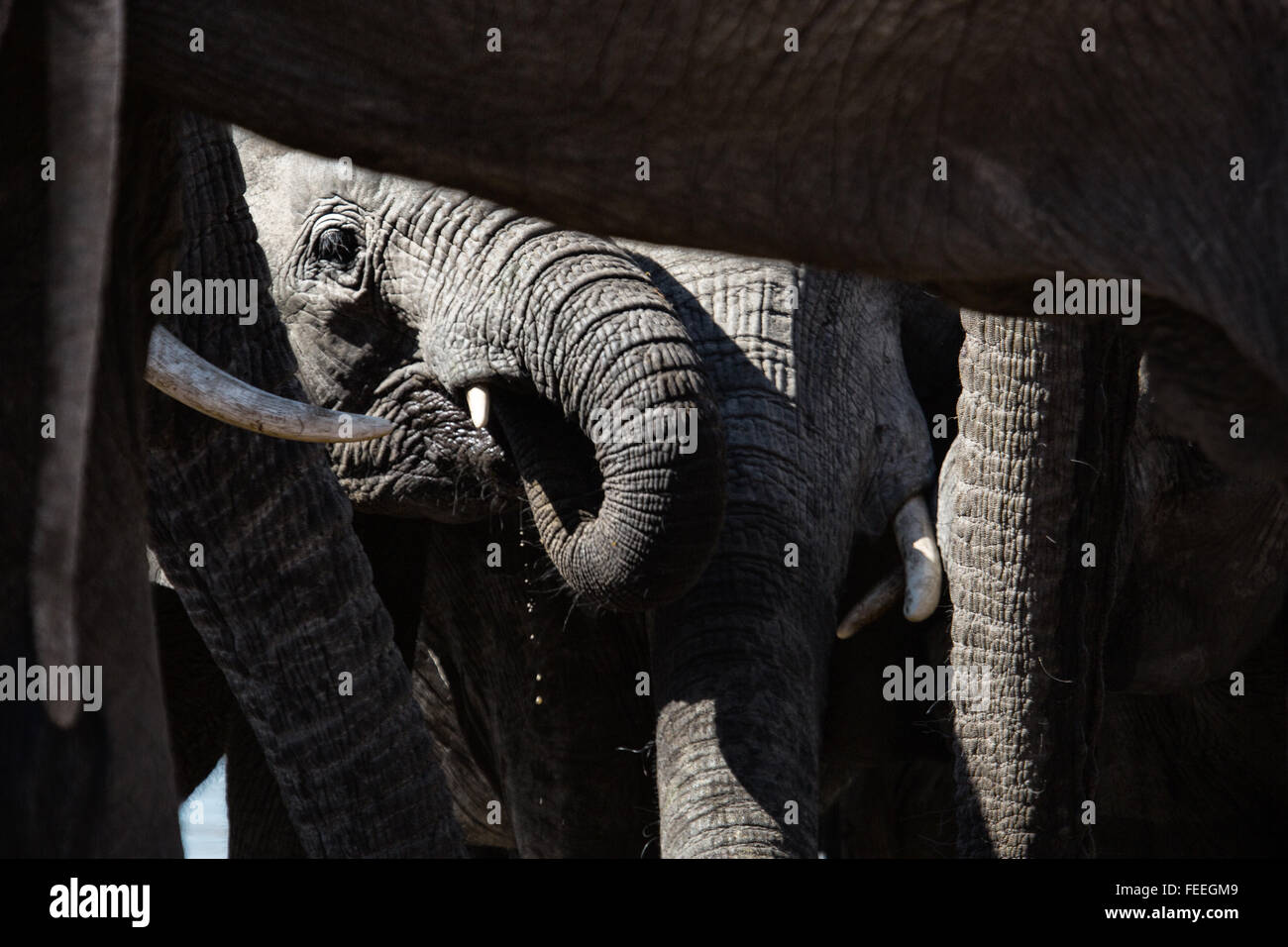 Détails d'un éléphant d'Afrique Banque D'Images