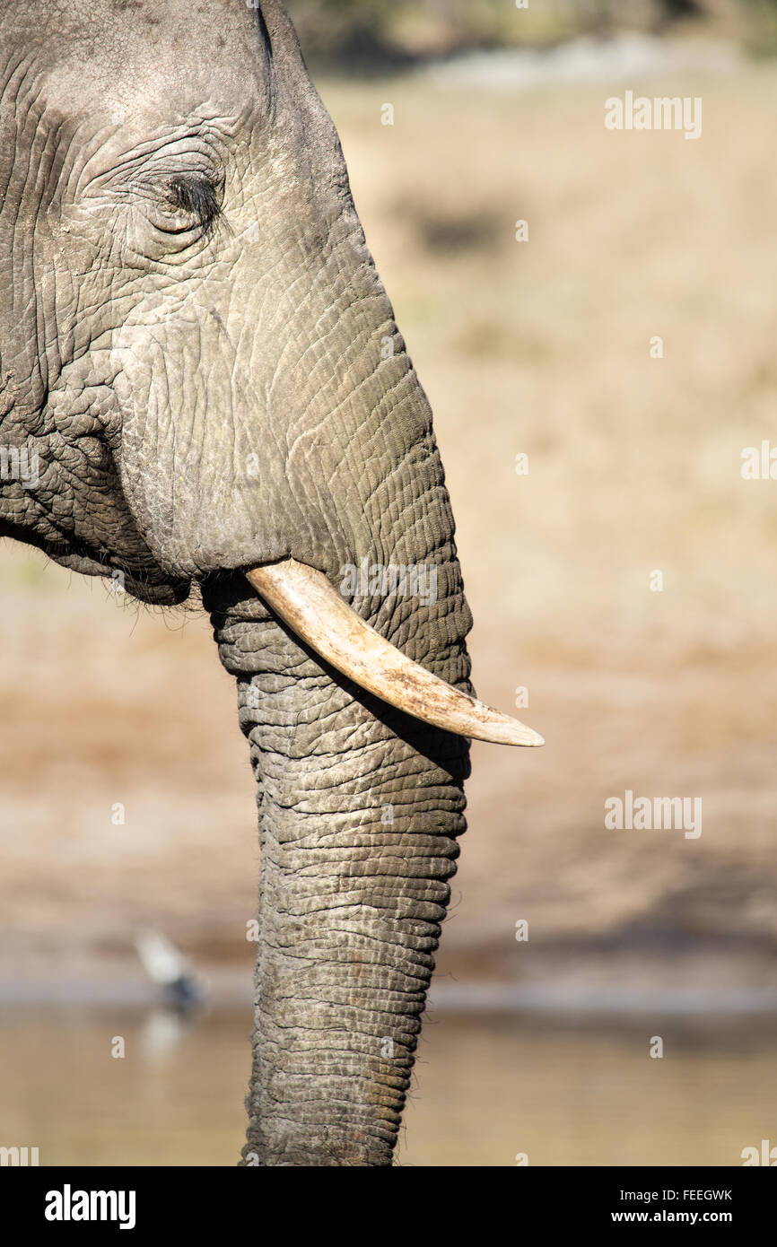 Détails d'un éléphant d'Afrique Banque D'Images