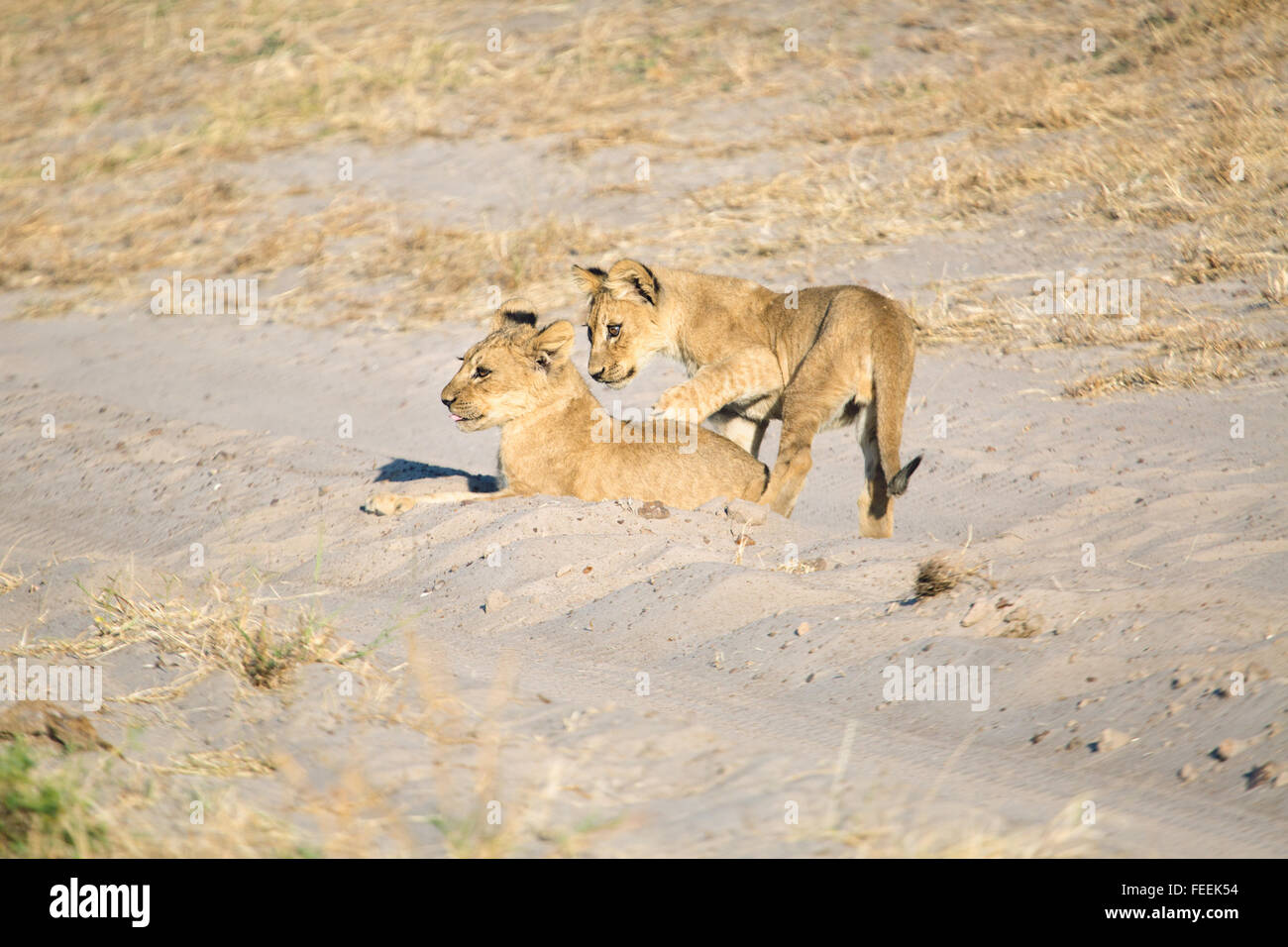 Des lionceaux jouant Banque D'Images