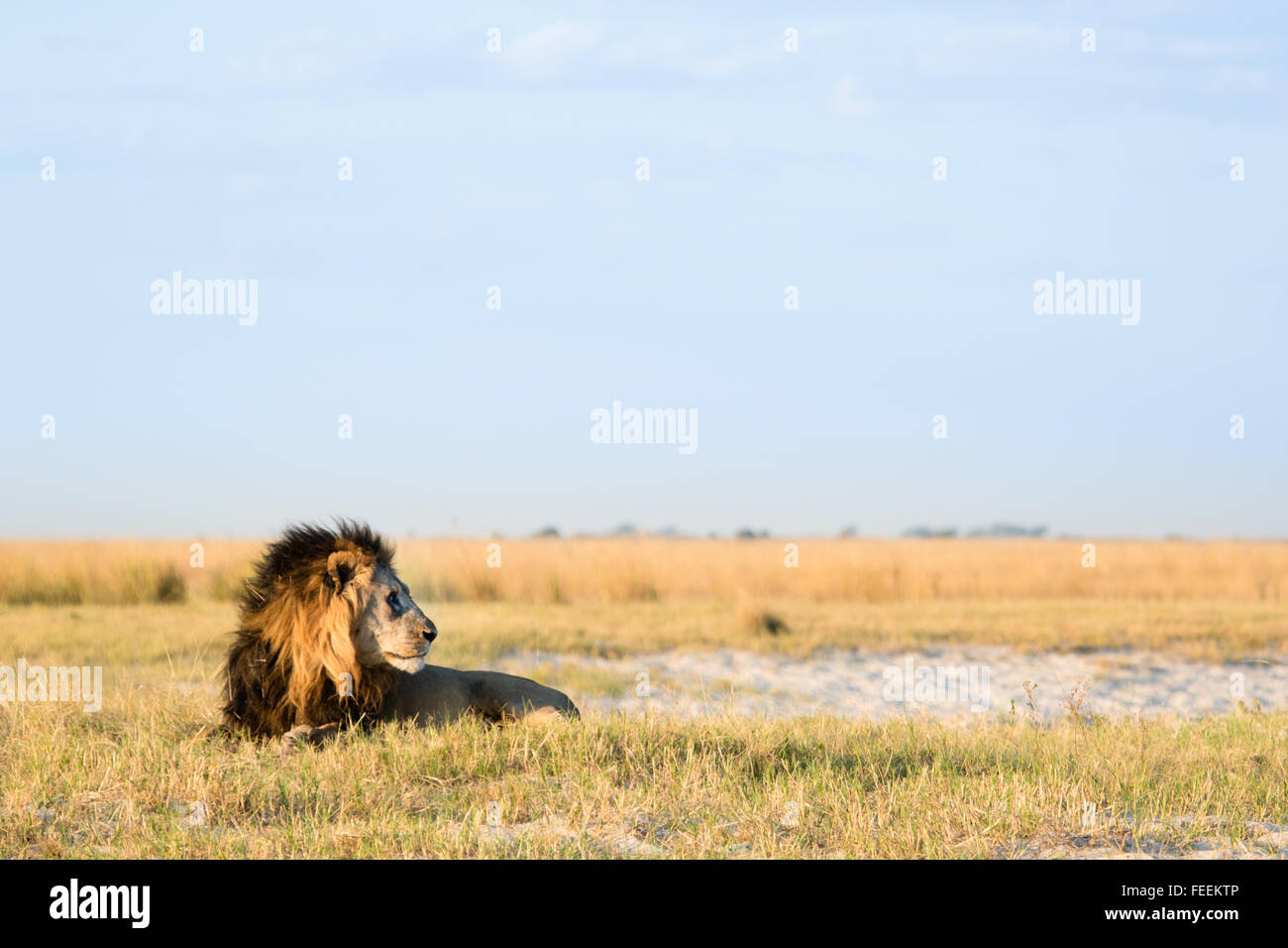 African Lion mâle Banque D'Images