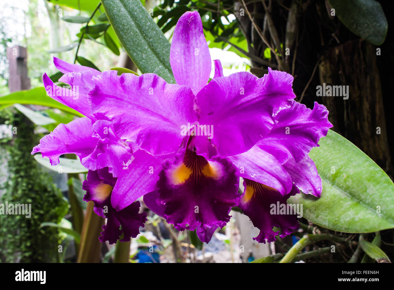Belle orchidée Cattleya mauve (Orchidaceae) dans un parc Banque D'Images