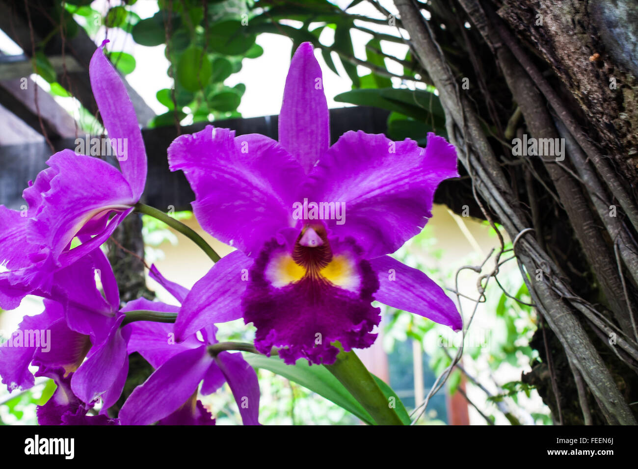 Belle orchidée Cattleya mauve (Orchidaceae) dans un parc Banque D'Images