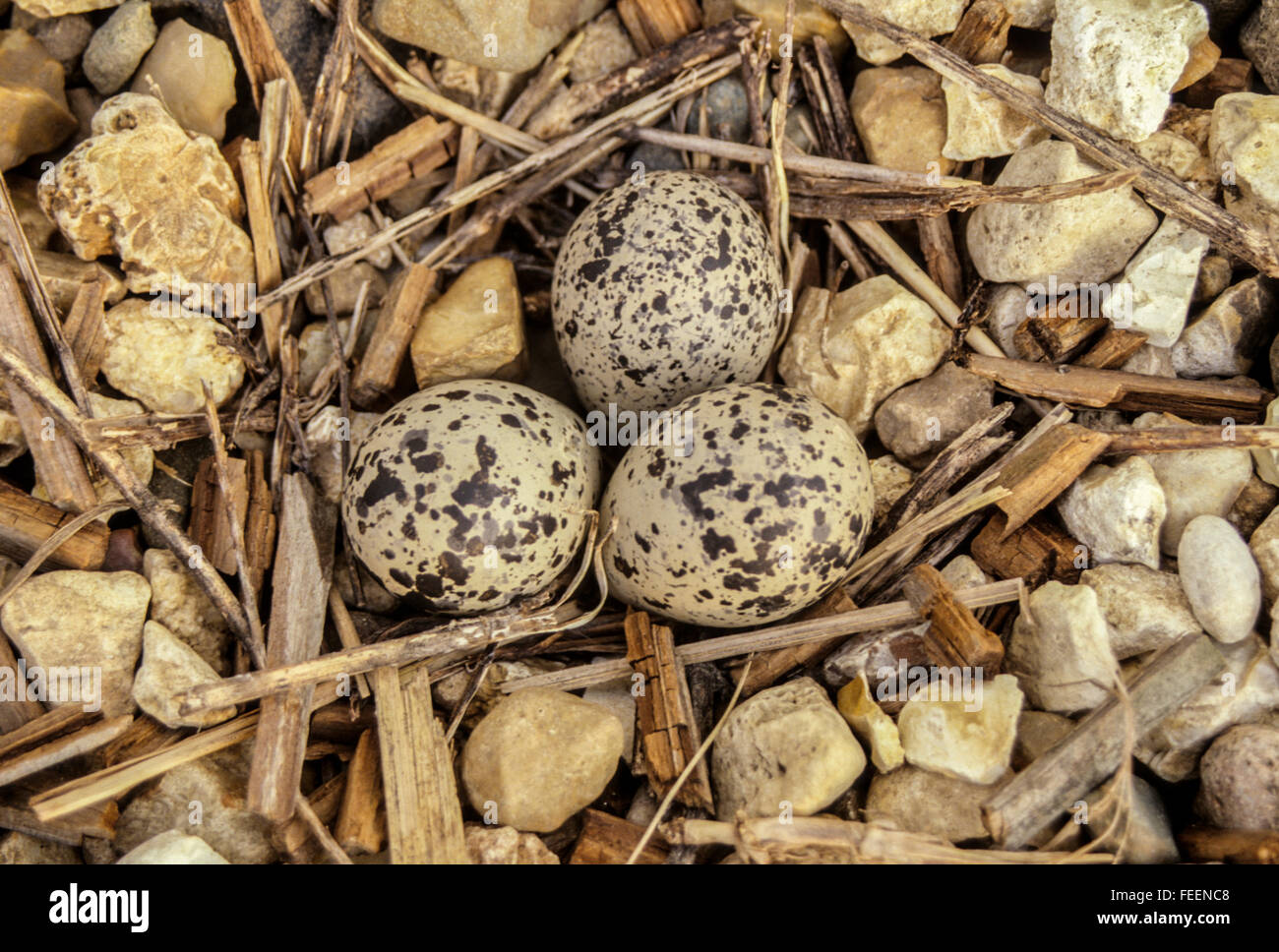 Camouflage de la nature. Un Kildeer (Charadrius vociferus) pond ses oeufs dans un nid entouré par des graviers à côté d'entrée d'une li Banque D'Images