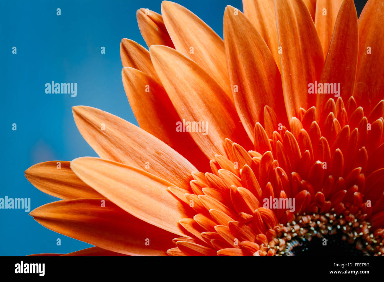 Fleurs orange vif, des pétales de fleurs gerbera bleu vif sur fond de soleil. Plan Détail. Banque D'Images