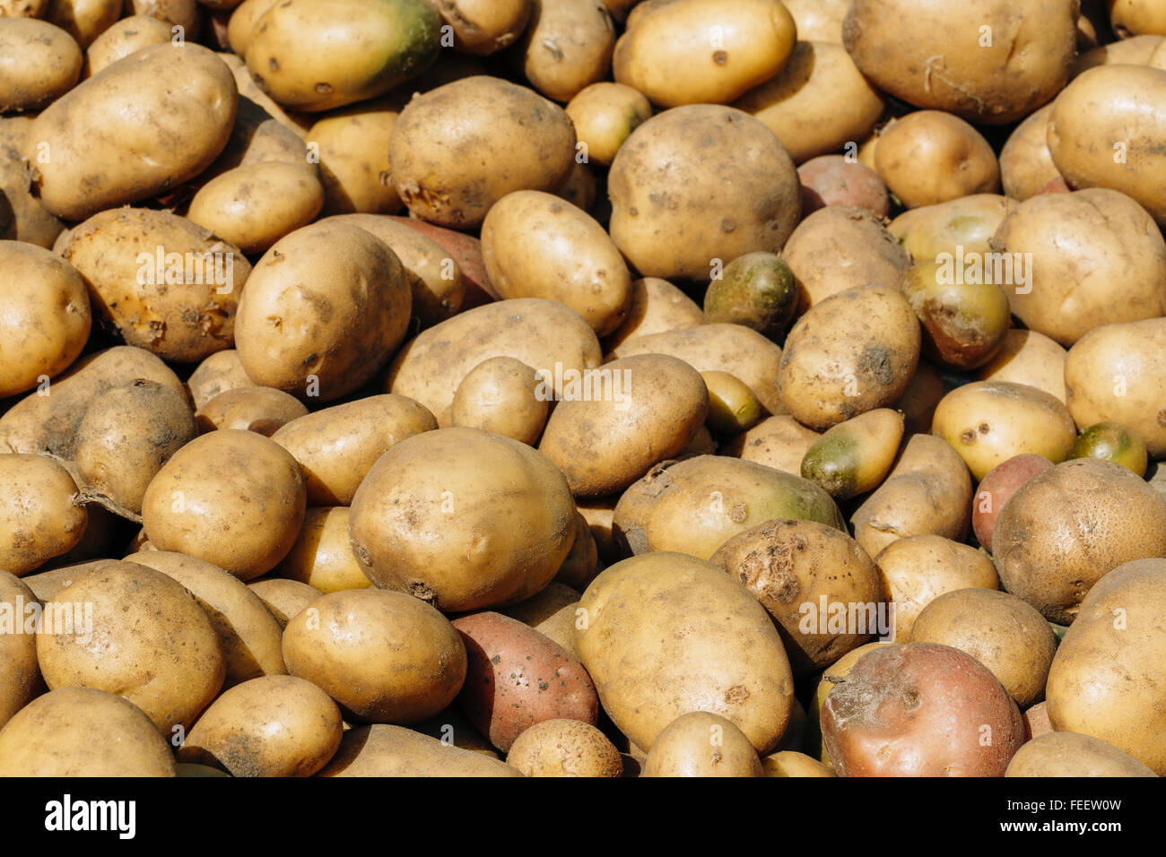 Jeunes frais biologiques Matières Brown sur les pommes de terre Légumes du marché agricole local. Banque D'Images