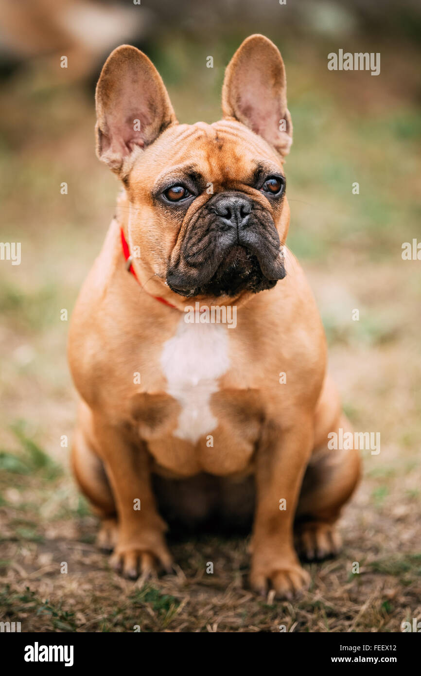 Une jolie brune, rouge Bouledogue français chien avec de longues oreilles dans le parc extérieur. Banque D'Images