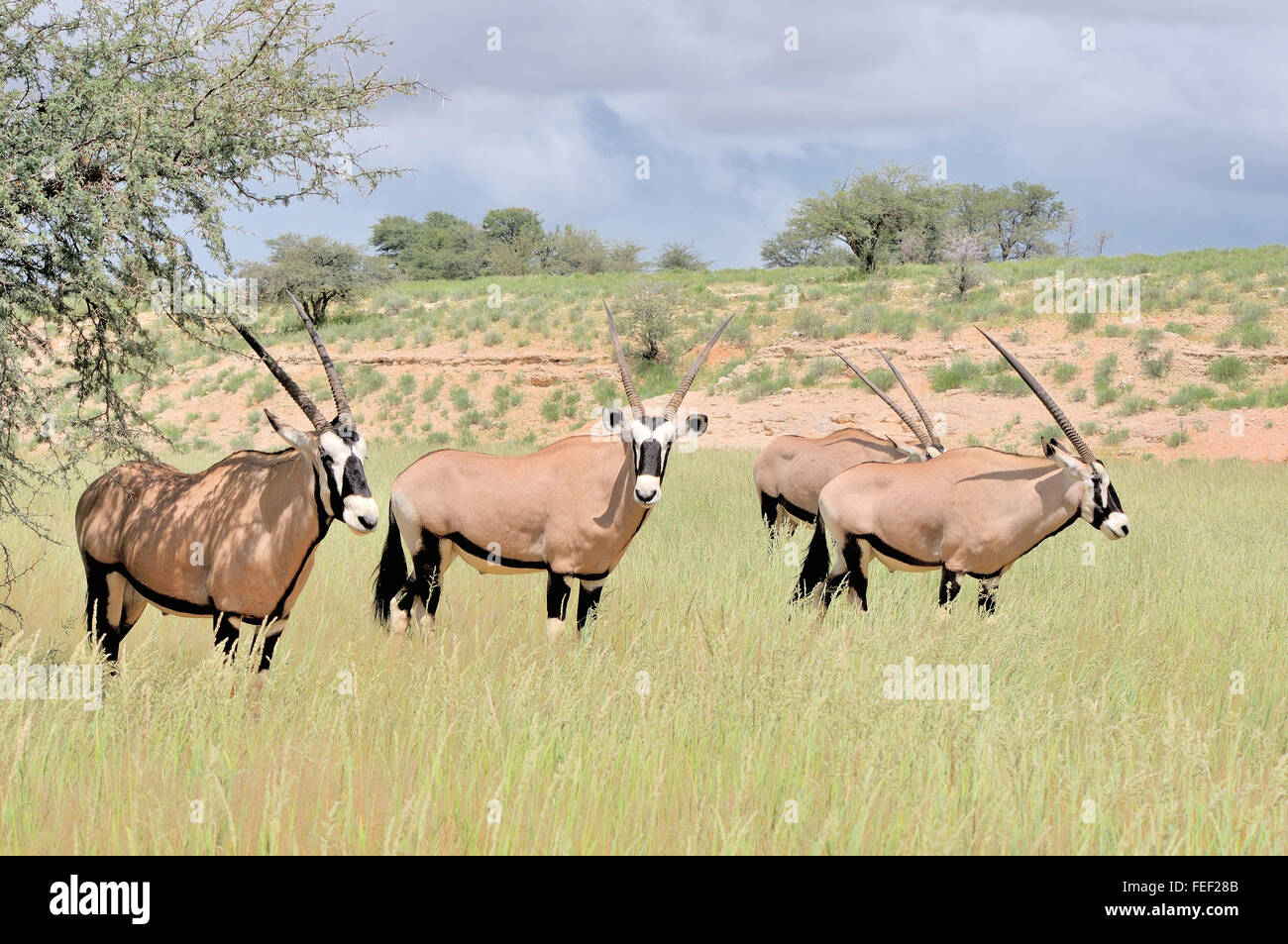 Gemsbok (Oryx) dans le parc transfrontalier de Kgalagadi, Afrique du Sud Banque D'Images
