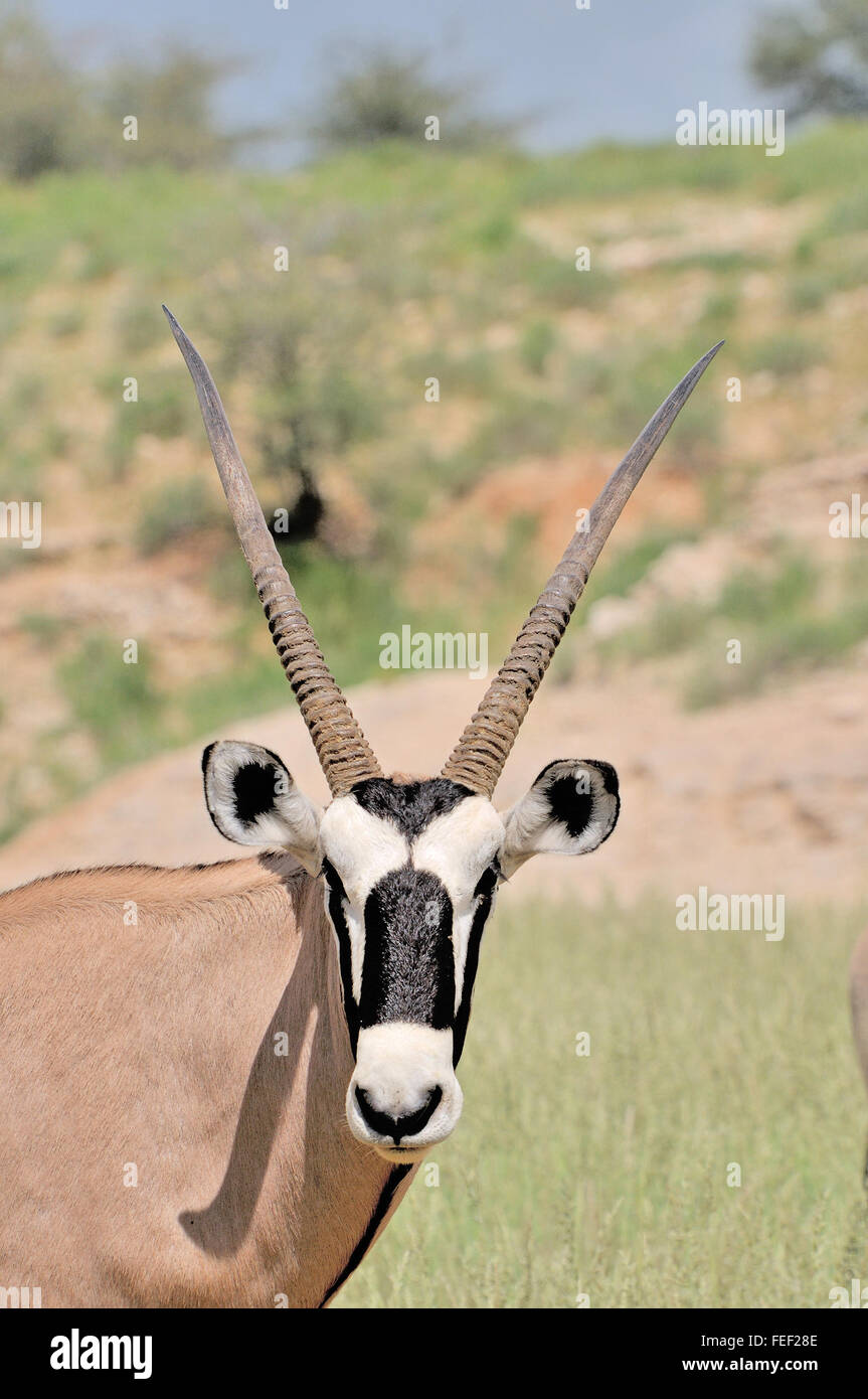 Gemsbok (Oryx) dans le parc transfrontalier de Kgalagadi, Afrique du Sud Banque D'Images