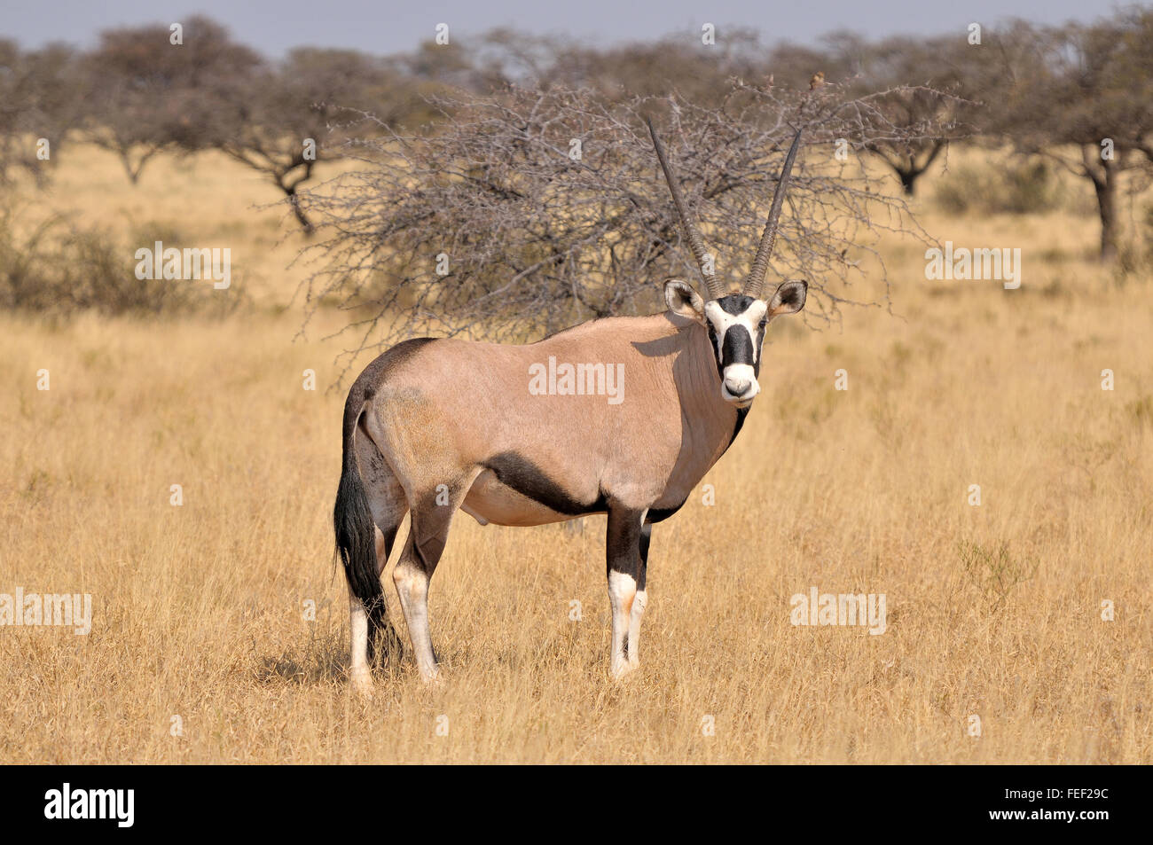 Gemsbok (Oryx) dans le parc transfrontalier de Kgalagadi, Afrique du Sud Banque D'Images