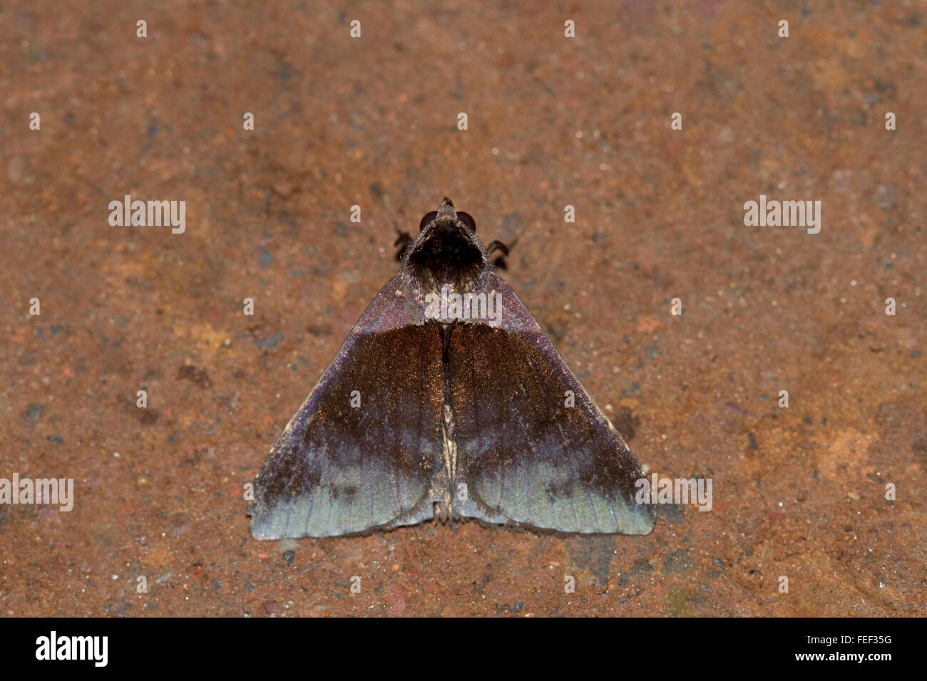 Papillon non identifié. chorla village, Karnataka, Inde Banque D'Images