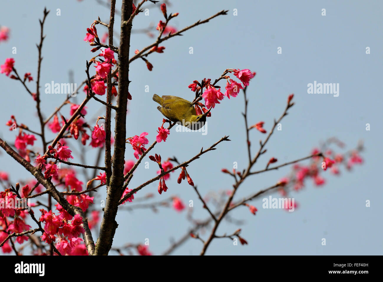 Qingyuan, la province chinoise du Guangdong. Feb 6, 2016. Un oiseau à la recherche de nourriture sur une brindille à Qingyuan City, province de Guangdong, Chine du sud, le 6 février 2016. Le printemps arrive à la partie sud de la Chine. © Li Zuomiao/Xinhua/Alamy Live News Banque D'Images