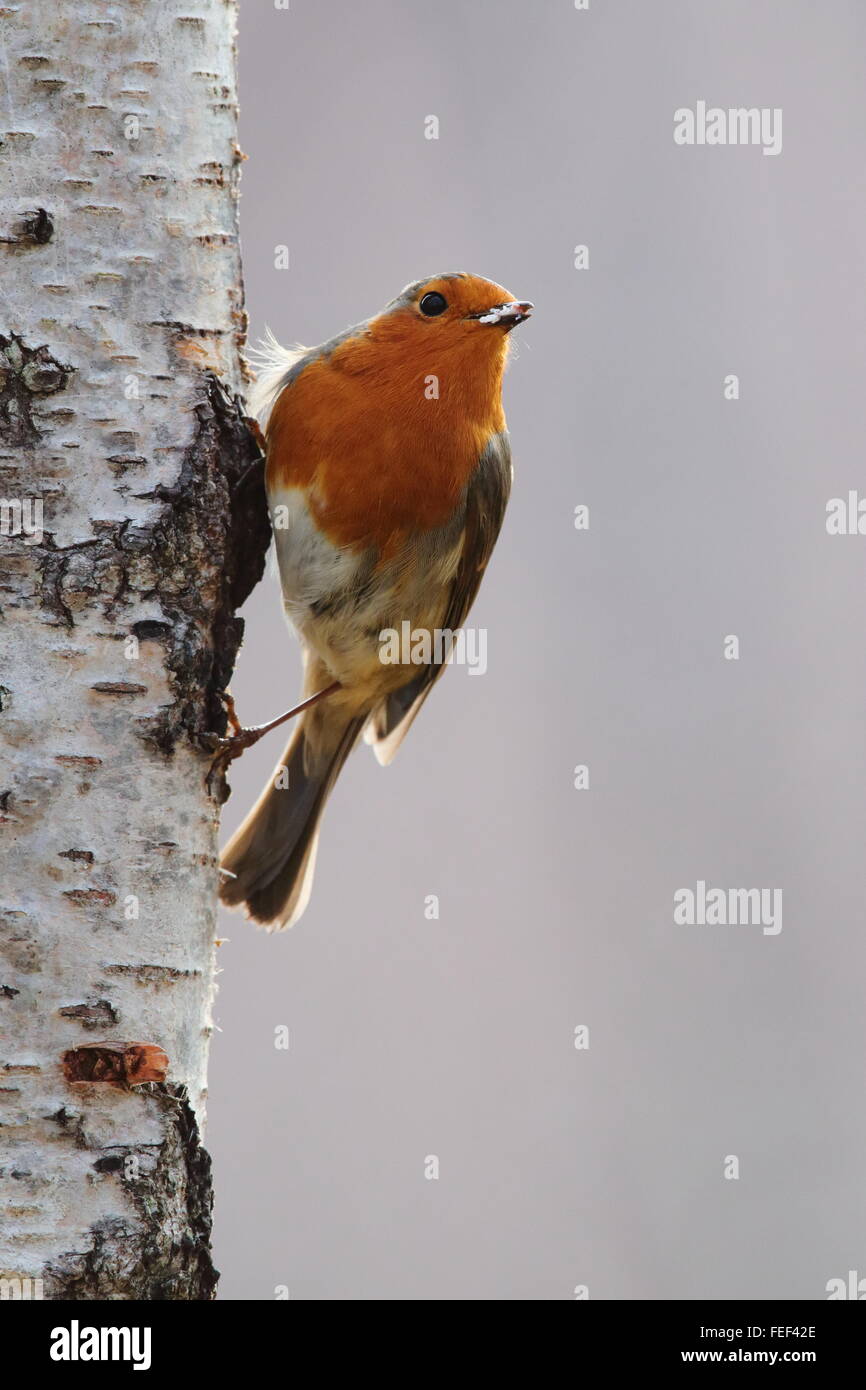 European robin (Erithacus rubecula aux abords) sur un Silver Birch Tree Banque D'Images