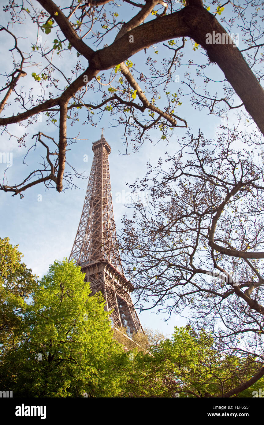 La Tour Eiffel à travers les arbres, Paris, France Banque D'Images