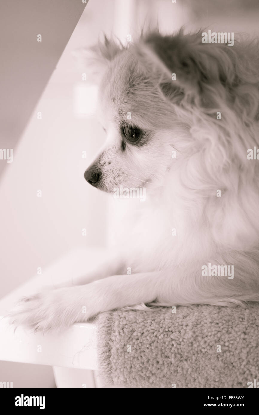 Long haired chihuahua beige assis sur l'escalier Banque D'Images