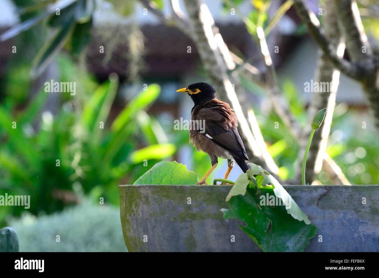 Common myna Acridotheres tristis),(,Koh Phangan, Thaïlande. Banque D'Images