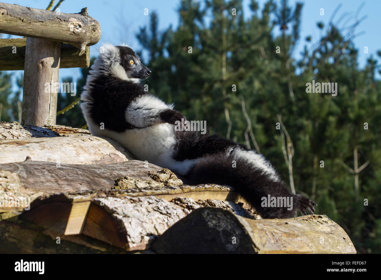 Noir et blanc la gélinotte Lemur détente au soleil Banque D'Images
