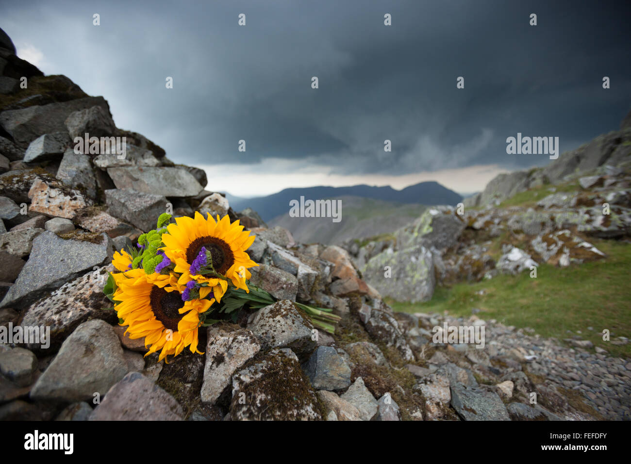 Un bouquet de tournesols posés sur le monument commémoratif érigé Westmorland sur Great Gable Banque D'Images