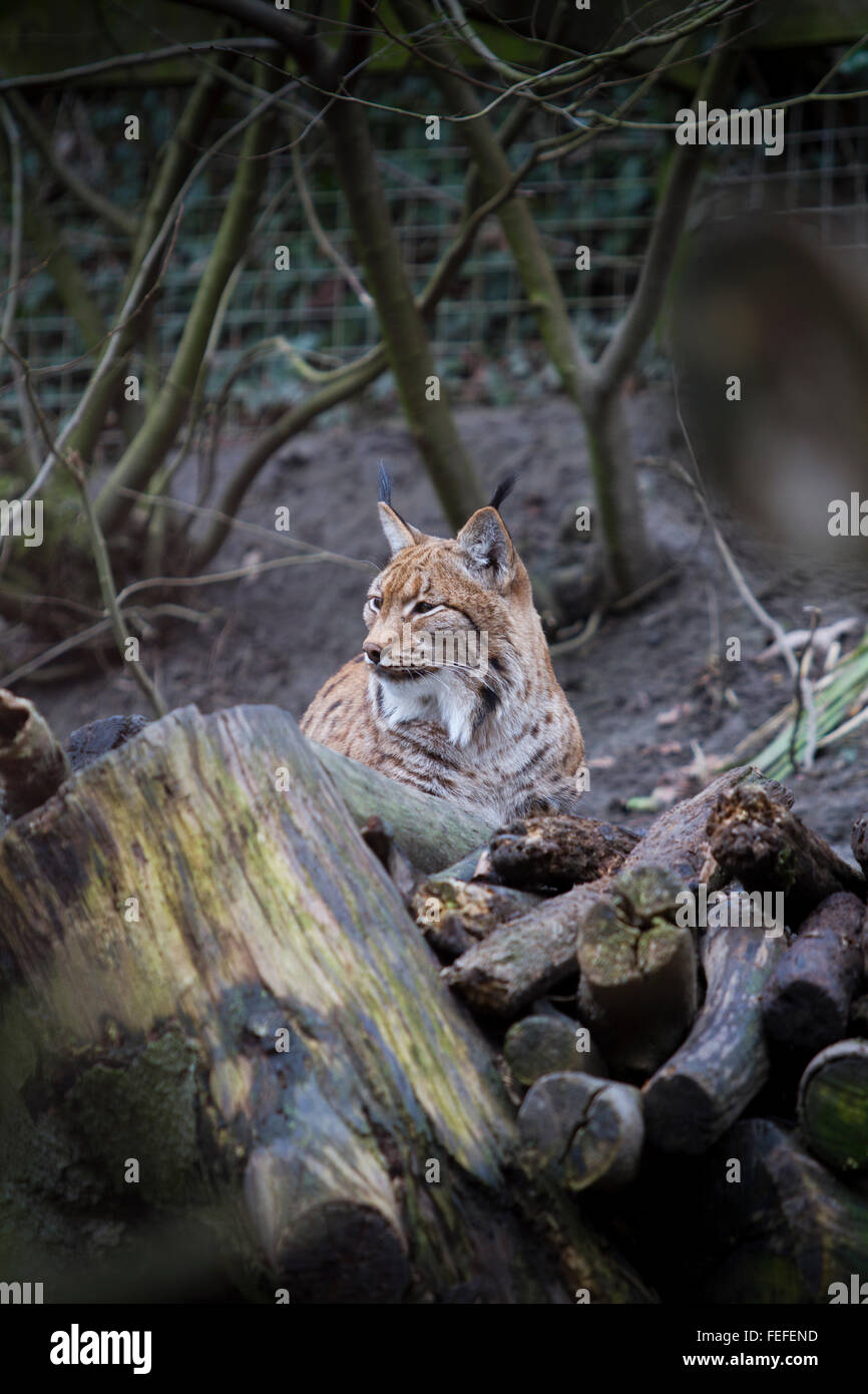 Lynx (Felis lynx) en captivité, le Zoo de Dudley Banque D'Images