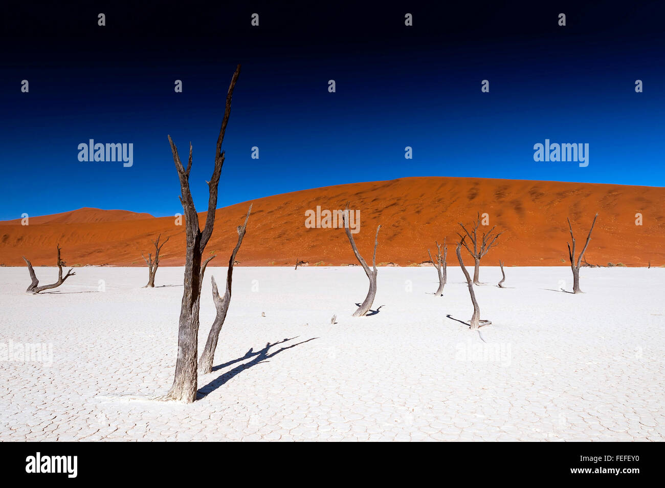 Acacia arbres morts dans la région de Sossusvlei, Namibie Pan. Sossusvlei est un sel et de l'argile pan entouré de hautes dunes rouges Banque D'Images