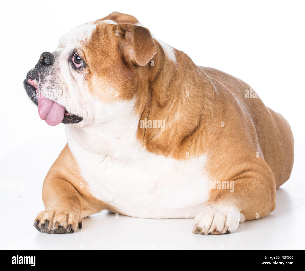 Bulldog anglais senior portant sur fond blanc Banque D'Images