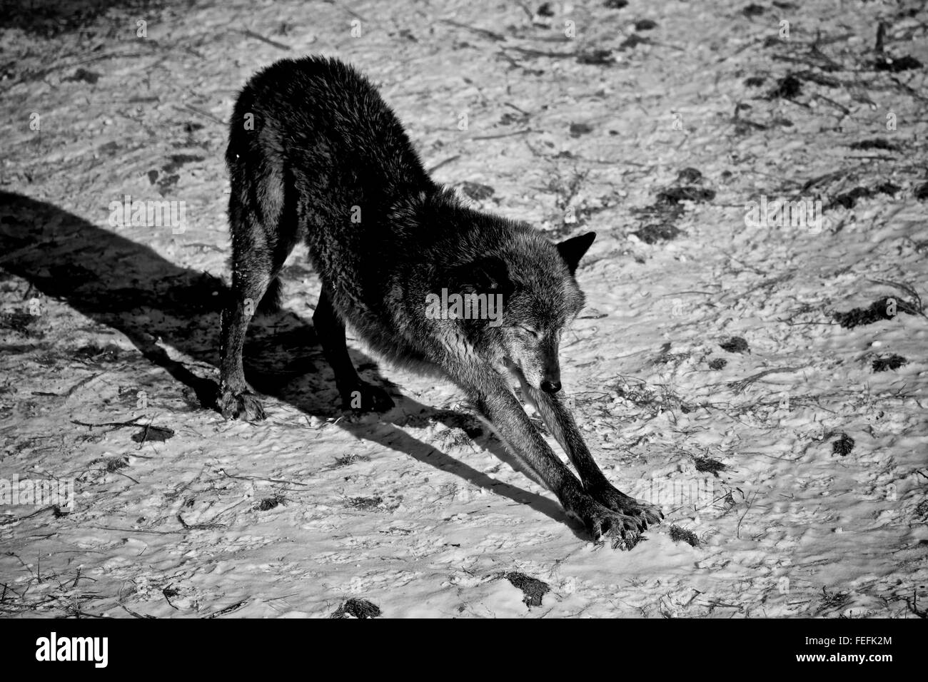 Loup gris Canis lupus qui s'étend dans la neige noir et blanc Banque D'Images