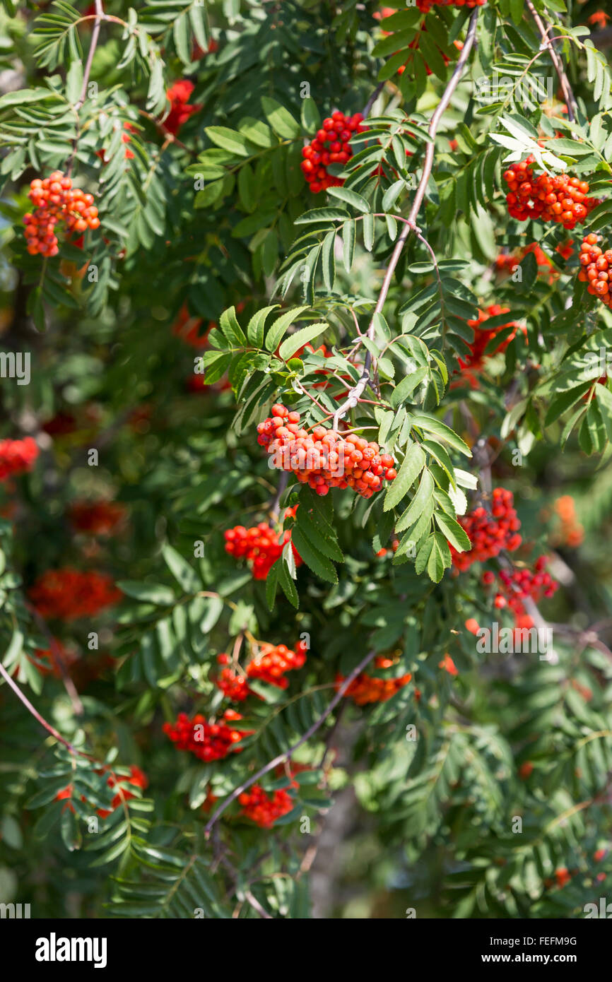 Prunus serotina fruits rouges les brindilles, clusters sag sur arbre et feuilles vertes de la culture d'espèces végétales en Pologne. Banque D'Images