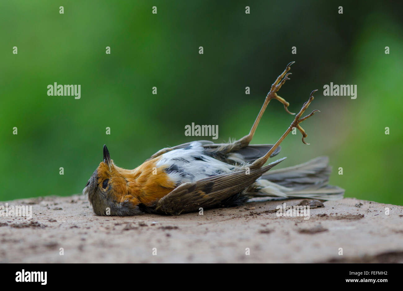 Robin européenne morte, Erithacus rubecula aux abords, le mensonge décédé en forêt, de l'Espagne. Banque D'Images