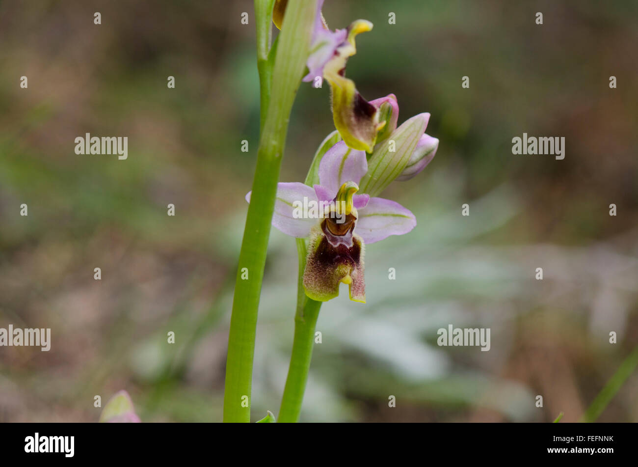 L'orchidée mouche, Ophrys tenthredinifera, Andalousie, Sud de l'Espagne. Banque D'Images