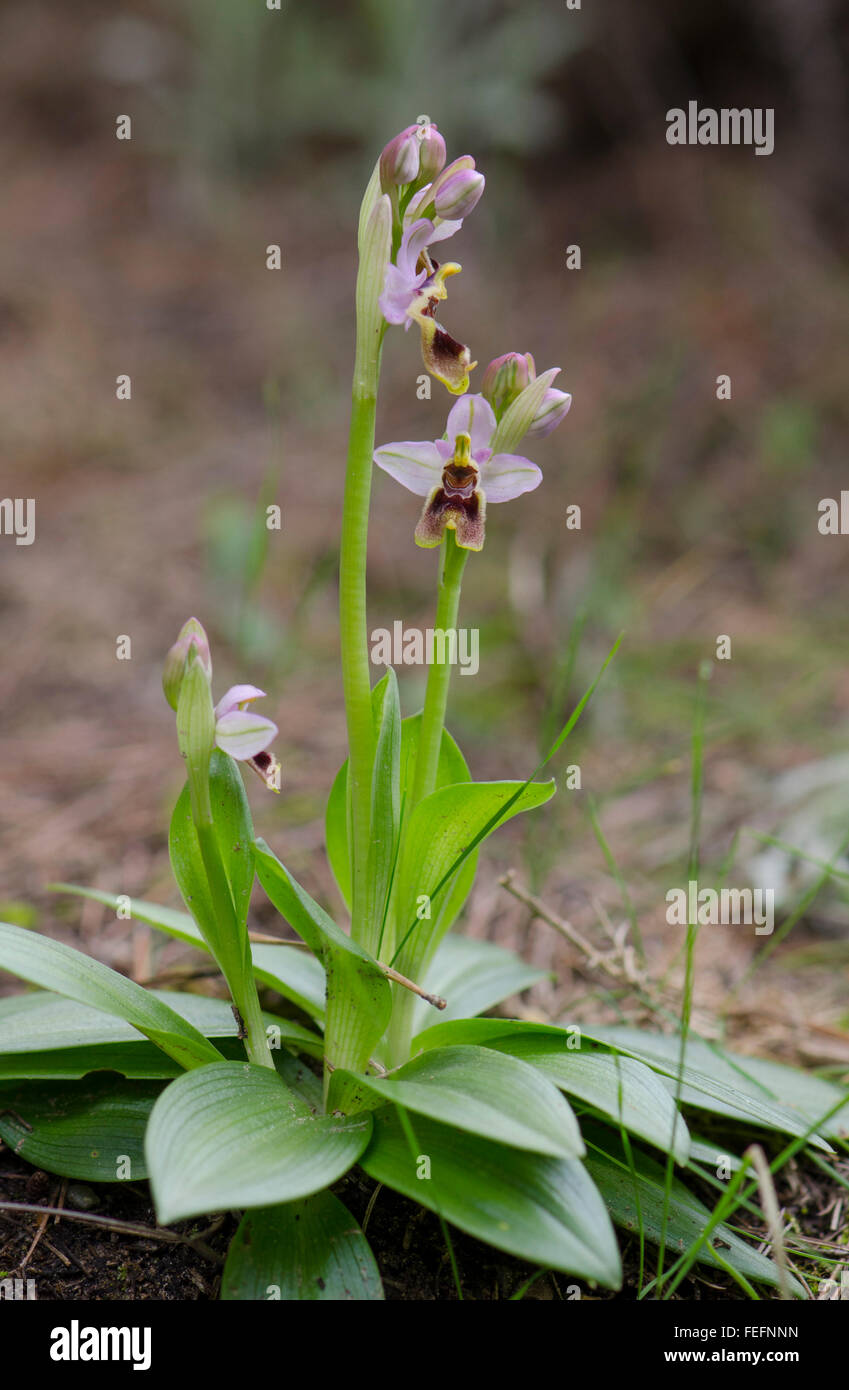 L'orchidée mouche, Ophrys tenthredinifera, Andalousie, Sud de l'Espagne. Banque D'Images