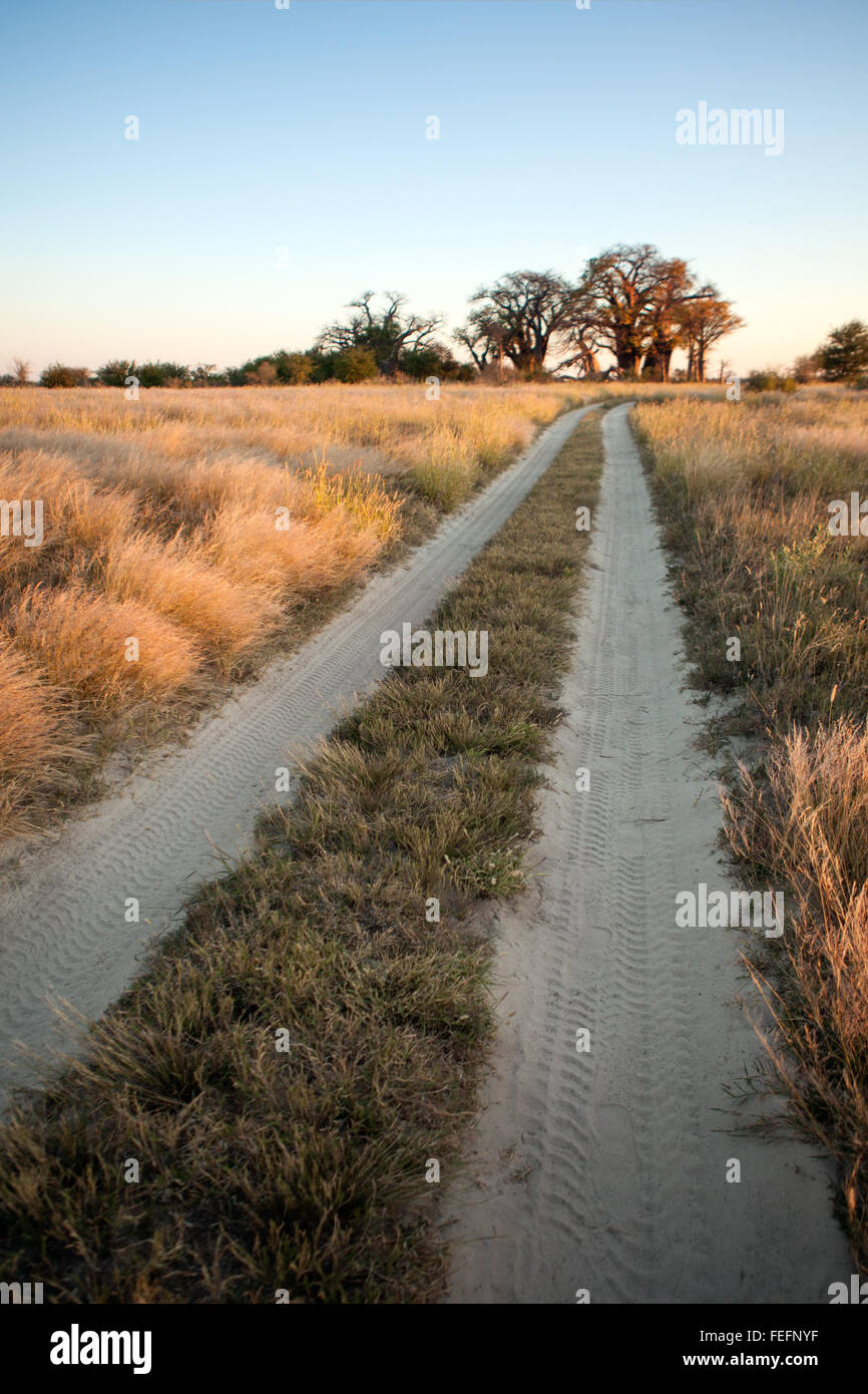 Baines Baobabs au Botswana Banque D'Images