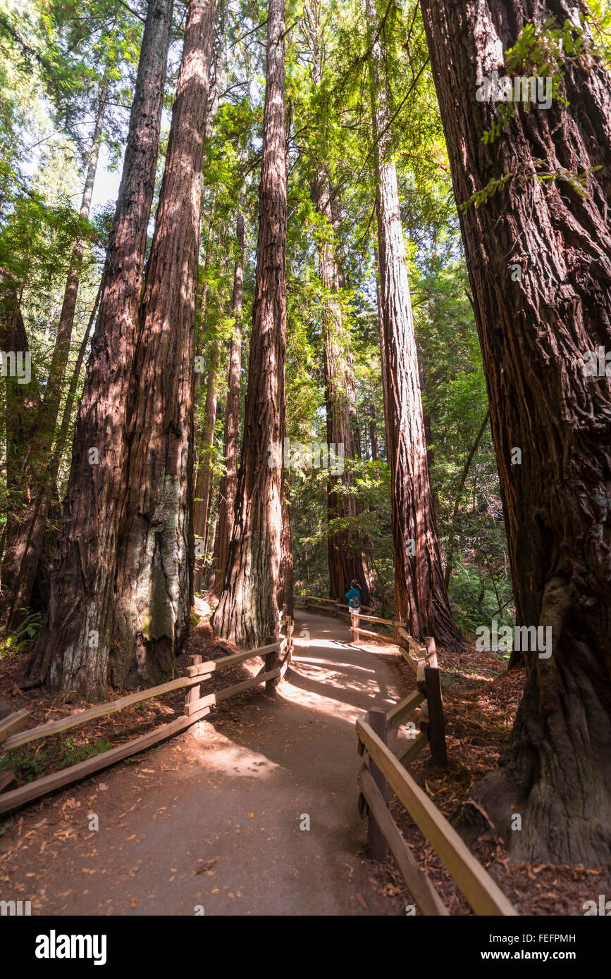 Chemin, coast redwoods (Sequoia sempervirens), Muir Woods National Park, California, USA Banque D'Images