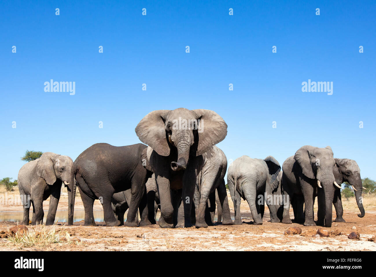 Éléphant à un étang Banque D'Images