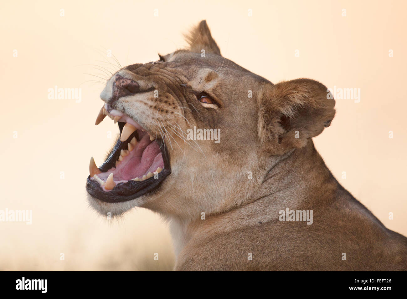 Lionne dans le bushveld ouvert Banque D'Images