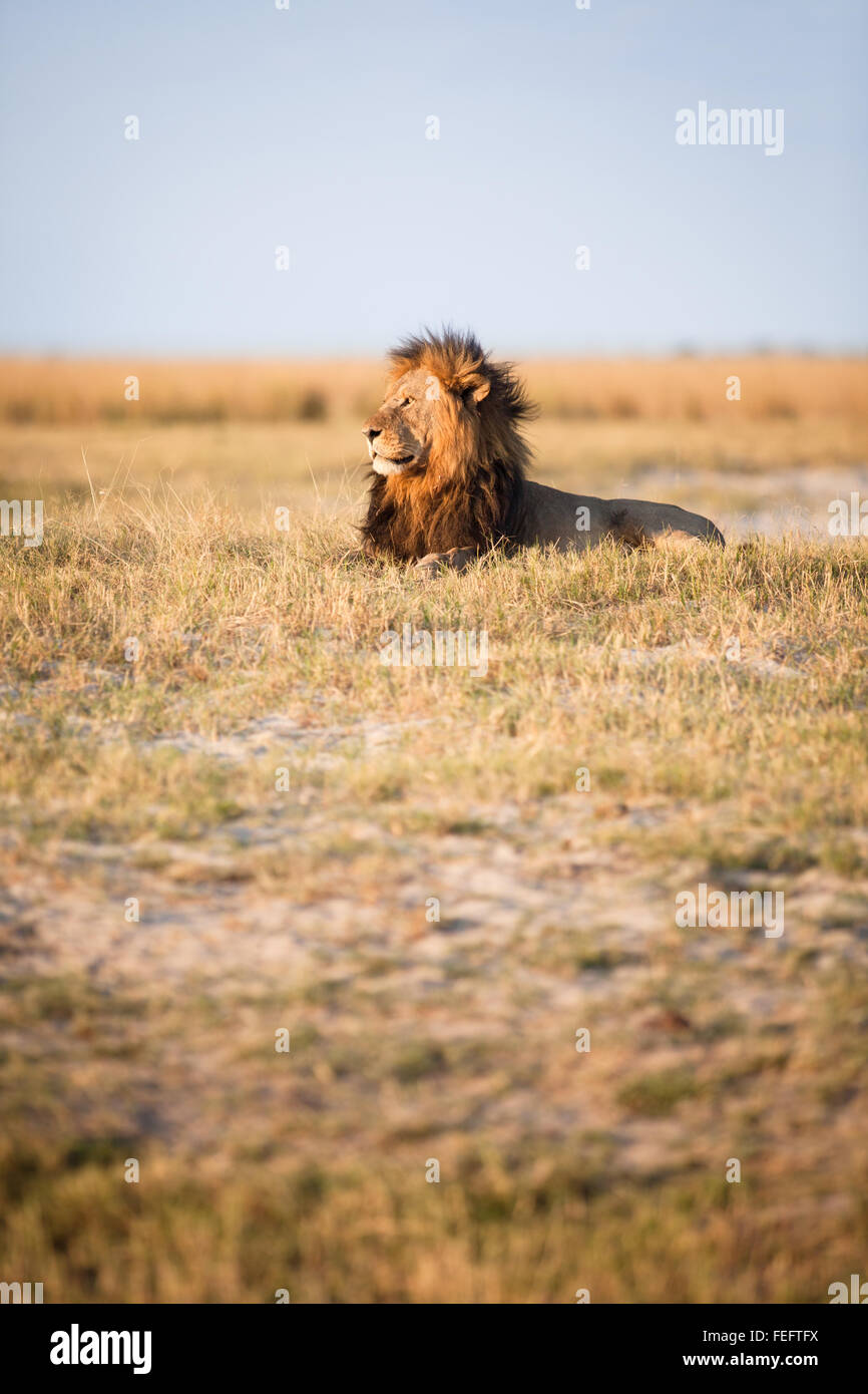 L'African Lion dans la brousse Banque D'Images