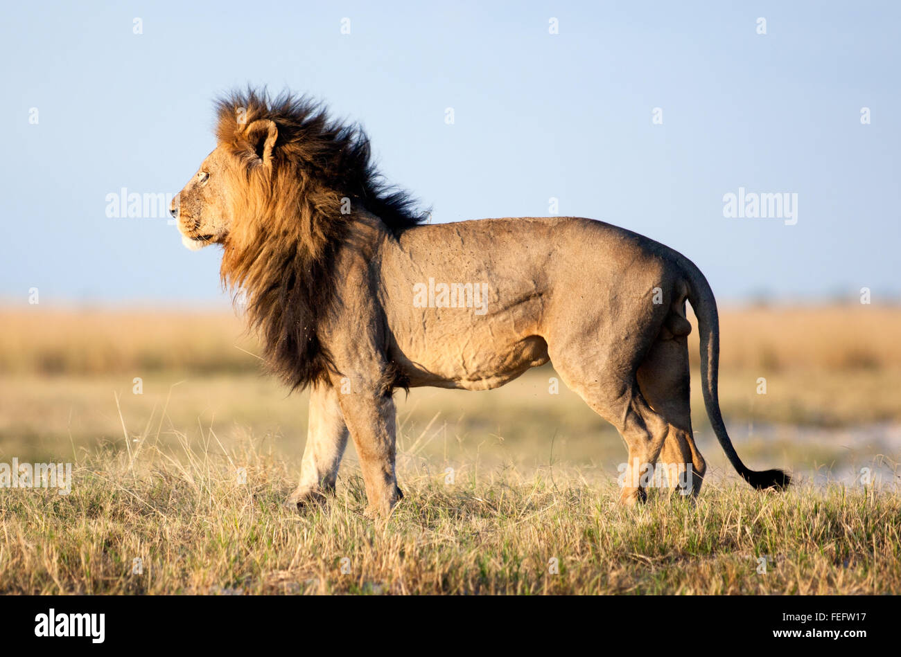 L'African Lion dans la brousse Banque D'Images