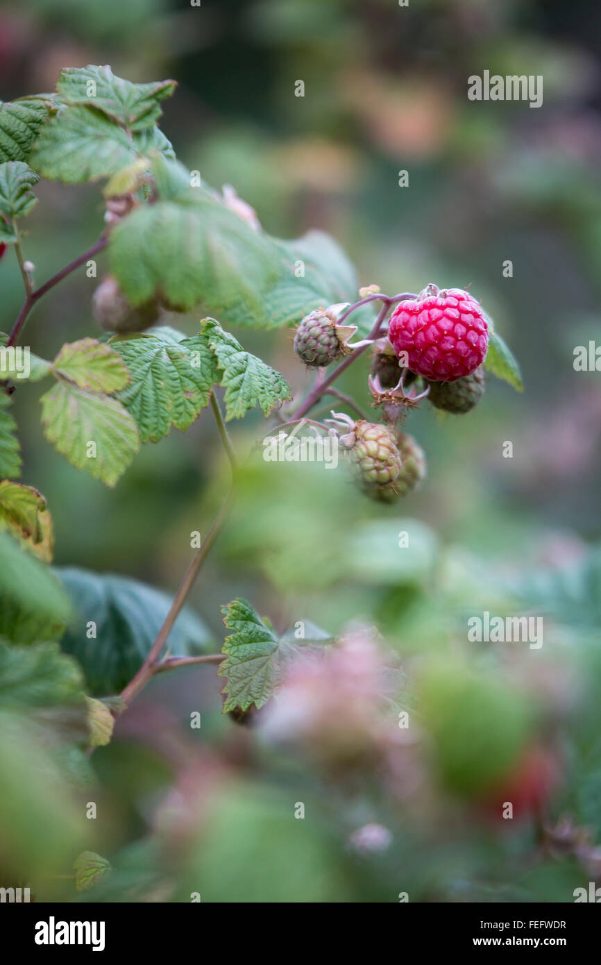 Jardin, framboise, rouge, pendaison de vert, feuille, branche, (Rubus fruticosus) Banque D'Images