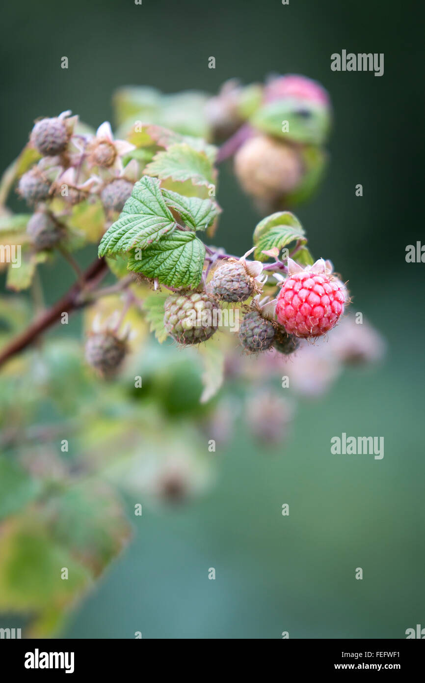 Jardin, framboise, rouge, pendaison de vert, feuille, branche, (Rubus fruticosus) Banque D'Images