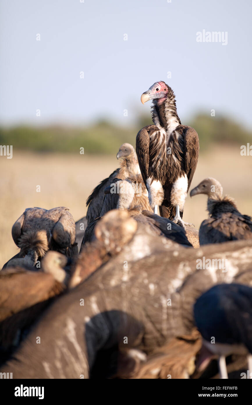 Sur une carcasse de vautour Banque D'Images