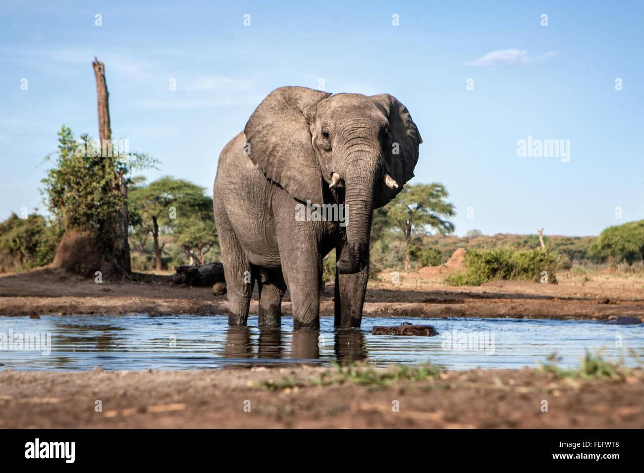Éléphant à un étang Banque D'Images