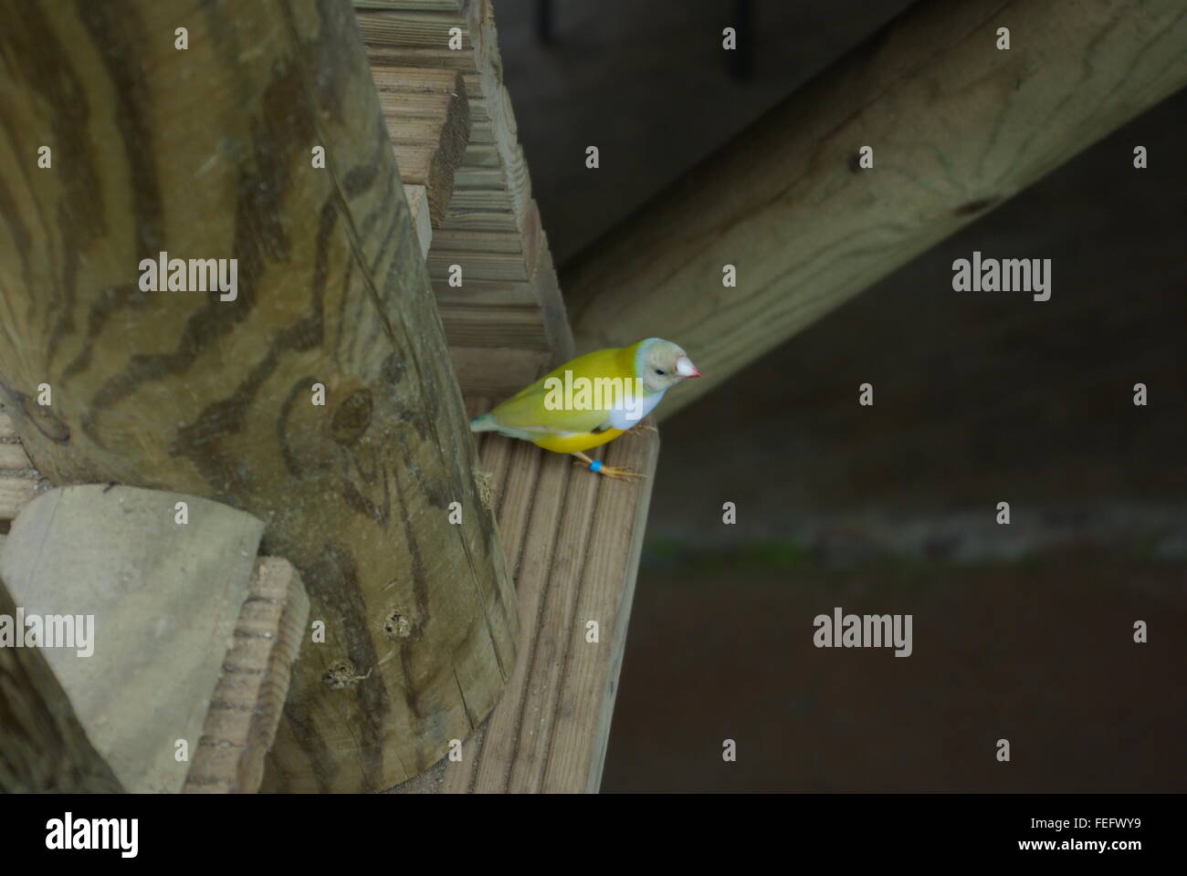 Goulding finch, alias Gould's finch. Banque D'Images