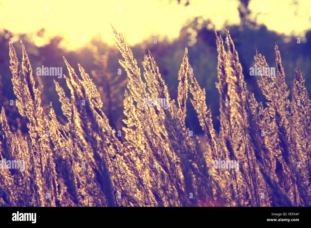 Close-up de l'herbe sèche au soleil couchant sur le terrain (arrière-plan) filtre Instagram Banque D'Images