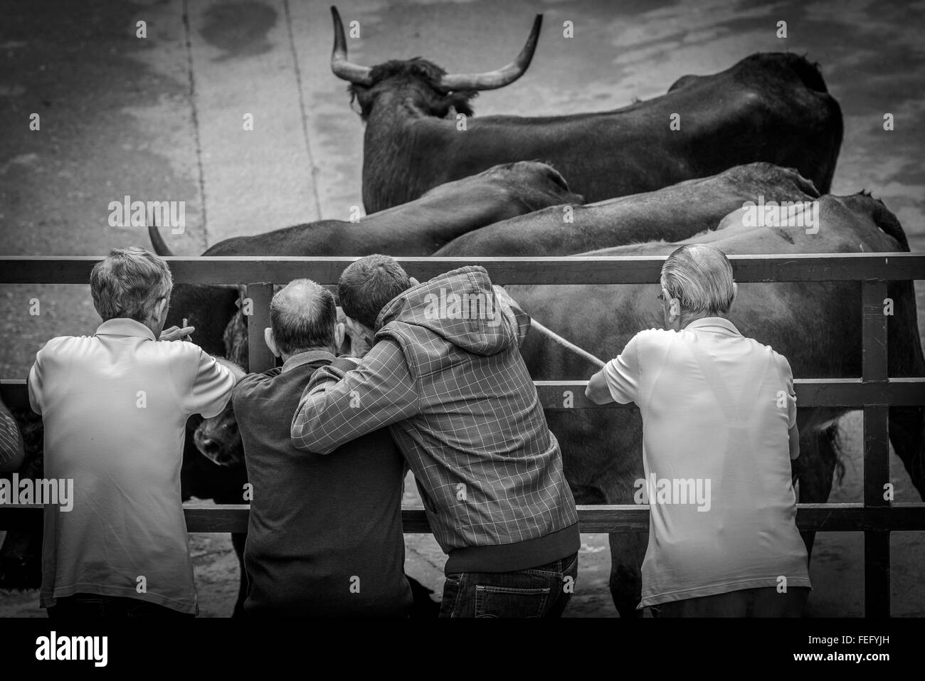 Courses de taureaux dans les rues d'Igea, village de La Rioja, Espagne Banque D'Images
