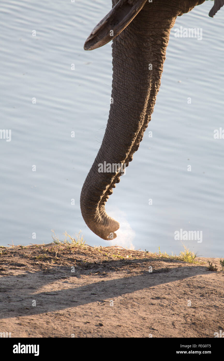 Détails d'un éléphant d'Afrique Banque D'Images