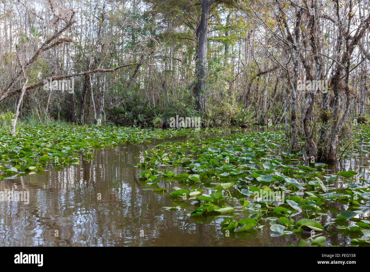 La végétation des terres humides, le sud de la Floride. Banque D'Images